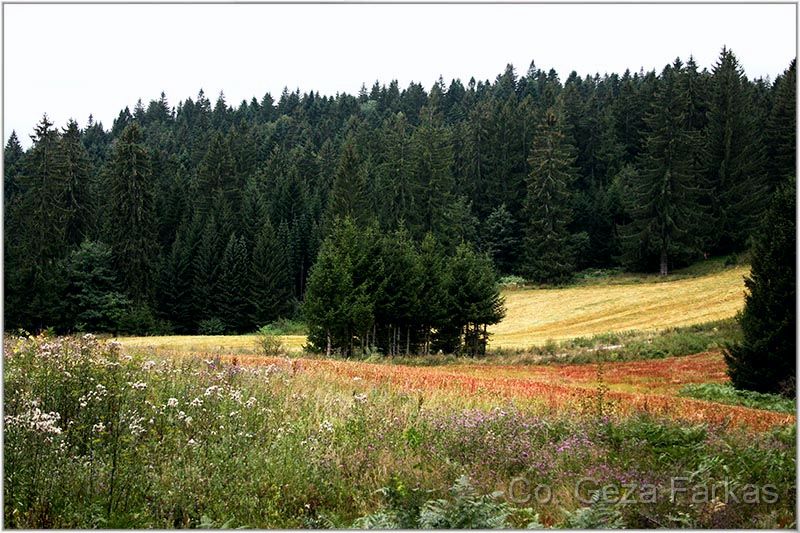 31_tara.jpg - Fruska Gora mountain, Published in PRIME BUTTERFLY AREAS IN SERBIA book