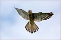 04_kestrel