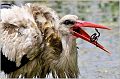 05_stork