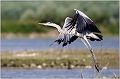 06_grey_heron