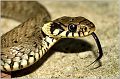 22_grass_snake