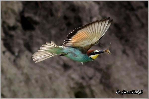 01_bee-eater.jpg - Bee-eater, Merops apiaster, Pèelarica, Mesto - Location: Temerin, Serbia