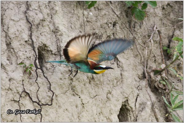 02_bee-eater.jpg - Bee-eater, Merops apiaster, Pèelarica, Mesto - Location: Temerin, Serbia