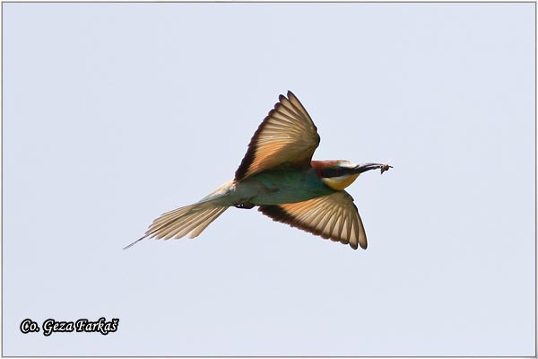 03_bee-eater.jpg - Bee-eater, Merops apiaster, Pèelarica, Mesto - Location: Temerin, Serbia