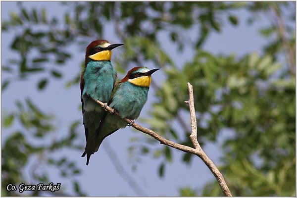 04_bee-eater.jpg - Bee-eater, Merops apiaster, Pcelarica, Mesto - Location: Gardinovci, Serbia