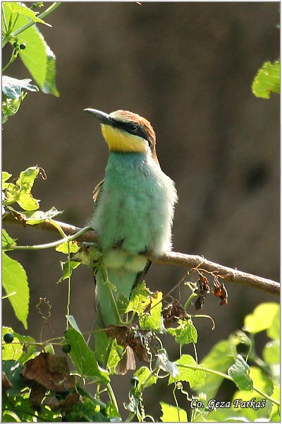 05_bee-eater.jpg - Bee-eater, Merops apiaster, Pèelarica, Mesto - Location: Titel, Serbia