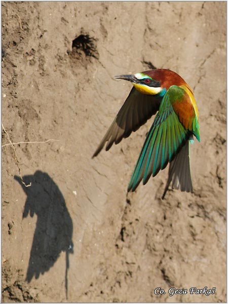 06_bee-eater.jpg - Bee-eater, Merops apiaster, Pcelarica, Mesto - Location: Gardinovci, Serbia