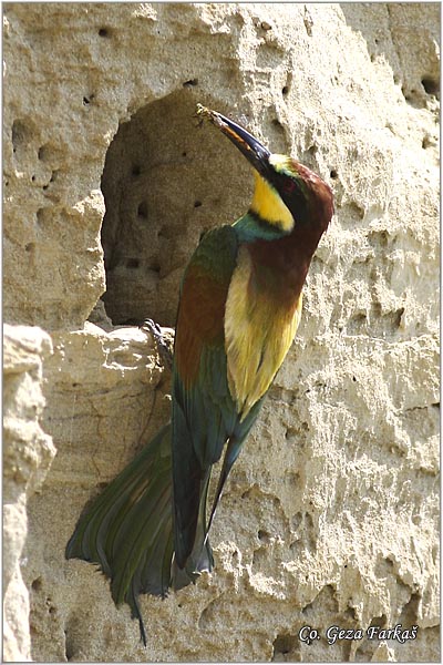 09_bee-eater.jpg - Bee-eater, Merops apiaster, Pcelarica, Mesto - Location: Temerin, Serbia