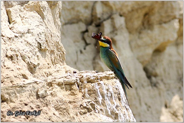 11_bee-eater.jpg - Bee-eater, Merops apiaster, Pcelarica, Mesto - Location: Temerin, Serbia