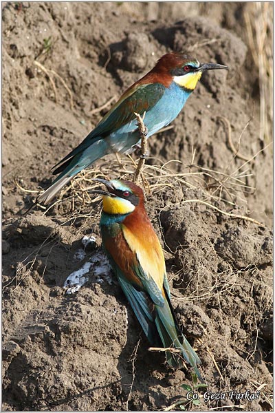 12_bee-eater.jpg - Bee-eater, Merops apiaster, Pcelarica, Mesto - Location: Rusanda, Serbia