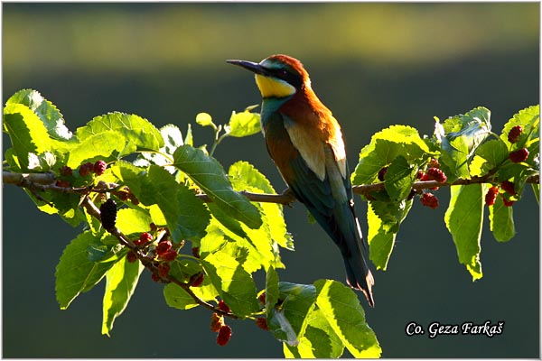 17_bee-eater.jpg - Bee-eater, Merops apiaster, Pèelarica, Mesto - Location: Temerin, Serbia