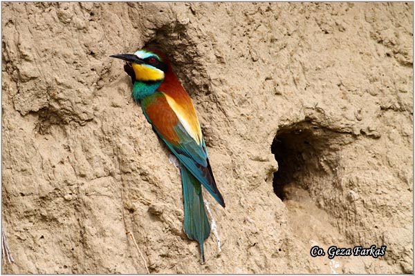 18_bee-eater.jpg - Bee-eater, Merops apiaster, Pèelarica, Mesto - Location: Temerin, Serbia