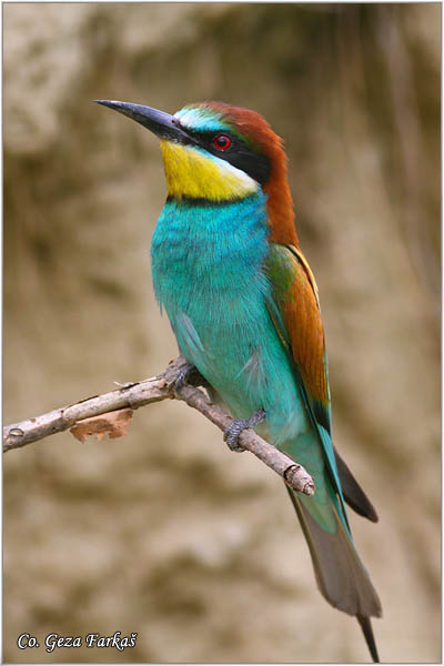 19_bee-eater.jpg - Bee-eater, Merops apiaster, Pèelarica, Mesto - Location: Temerin, Serbia