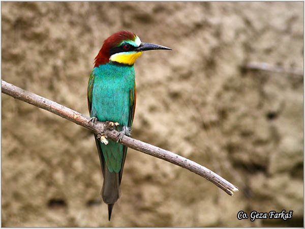 20_bee-eater.jpg - Bee-eater, Merops apiaster, Pèelarica, Mesto - Location: Temerin, Serbia