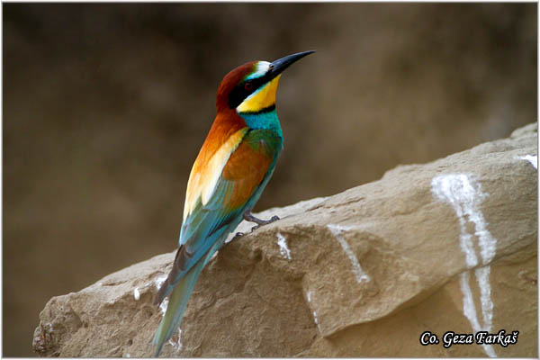 21_bee-eater.jpg - Bee-eater, Merops apiaster, Pèelarica, Mesto - Location: Temerin, Serbia