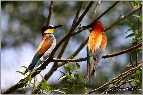 22_bee-eater.jpg - Bee-eater, Merops apiaster, Pèelarica, Mesto - Location: Temerin, Serbia