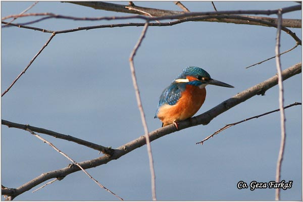 50_kingfisher.jpg - Kingfisher, Alcedo atthis, Vodomar, Mesto - Location: Futog, Serbia