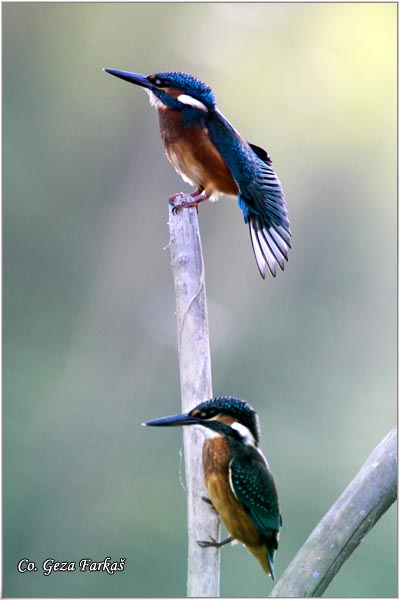 57_kingfisher.jpg - Kingfisher, Alcedo atthis, Vodomar, Mesto - Location: Backi Monotor, Serbia