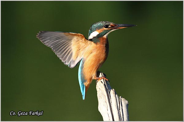 61_kingfisher.jpg - Kingfisher, Alcedo atthis, Vodomar, Mesto - Location: Backi Monotor, Serbia