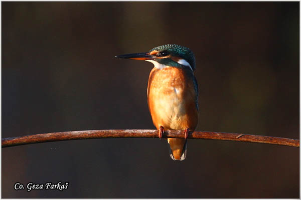 62_kingfisher.jpg - Kingfisher, Alcedo atthis, Vodomar, Mesto - Location: Begeèka jama, Serbia