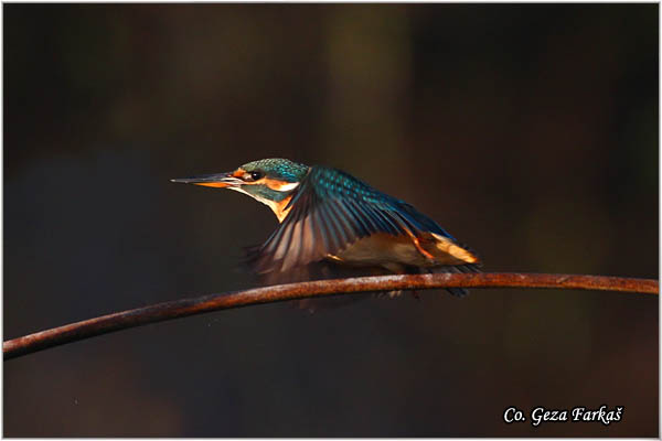 63_kingfisher.jpg - Kingfisher, Alcedo atthis, Vodomar, Mesto - Location: Begeèka jama, Serbia