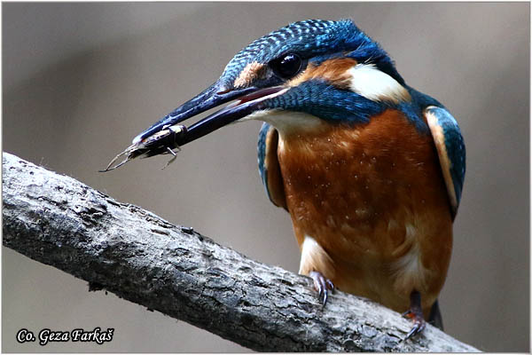 64_kingfisher.jpg - Kingfisher, Alcedo atthis, Vodomar, Mesto - Location: Koviljski rit, Serbia