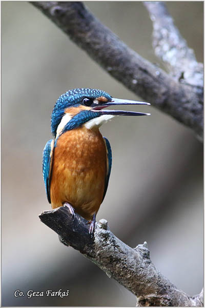 65_kingfisher.jpg - Kingfisher, Alcedo atthis, Vodomar, Mesto - Location: Koviljski rit, Serbia