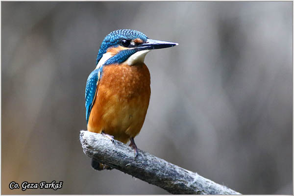 66_kingfisher.jpg - Kingfisher, Alcedo atthis, Vodomar, Mesto - Location: Koviljski rit, Serbia