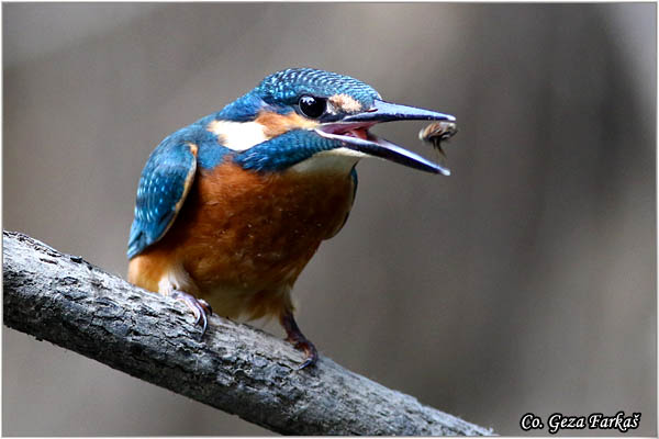 67_kingfisher.jpg - Kingfisher, Alcedo atthis, Vodomar, Mesto - Location: Koviljski rit, Serbia