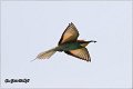 03_bee-eater