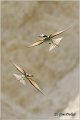 10_bee-eater