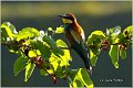 17_bee-eater