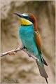 19_bee-eater