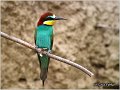 20_bee-eater