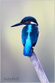 52_kingfisher
