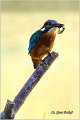 53_kingfisher