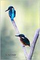 56_kingfisher