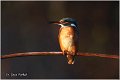 62_kingfisher