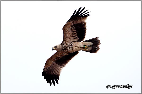 002_imperial_eagle.jpg - Imperial Eagle, Aquila heliaca