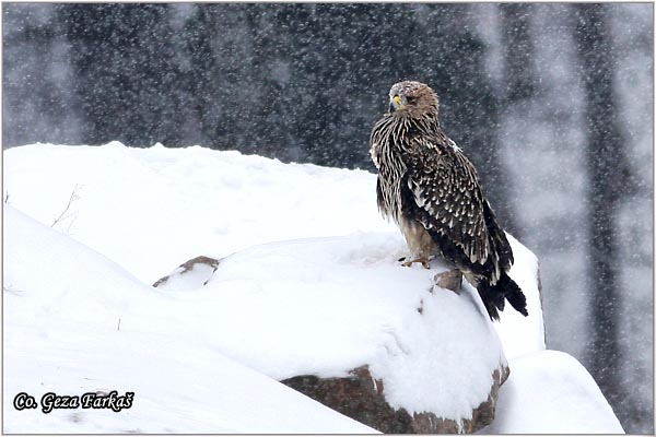 004_imperial_eagle.jpg - Imperial Eagle, Aquila heliaca