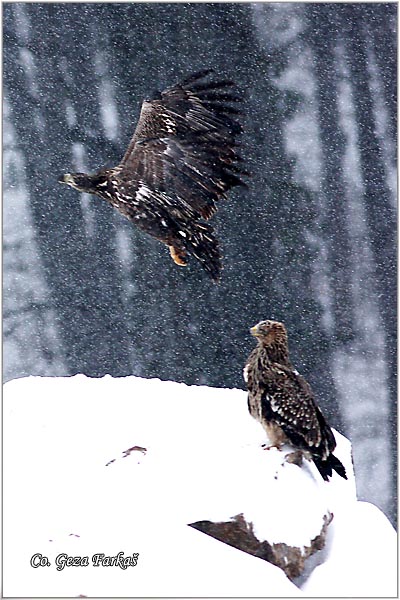 005_imperial_eagle.jpg - Imperial Eagle and White-tailed eagle,  Aquila heliaca, Haliaeetus albicilla