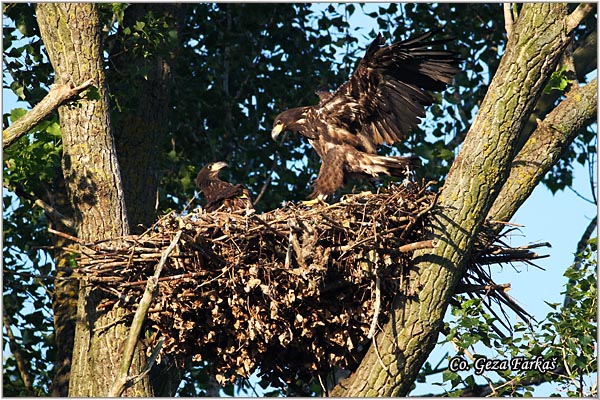056_white-tailed_eagle.jpg - White-tailed eagle,  Haliaeetus albicilla, Orao belorepan, Mesto - Location: Carska bara, Serbia
