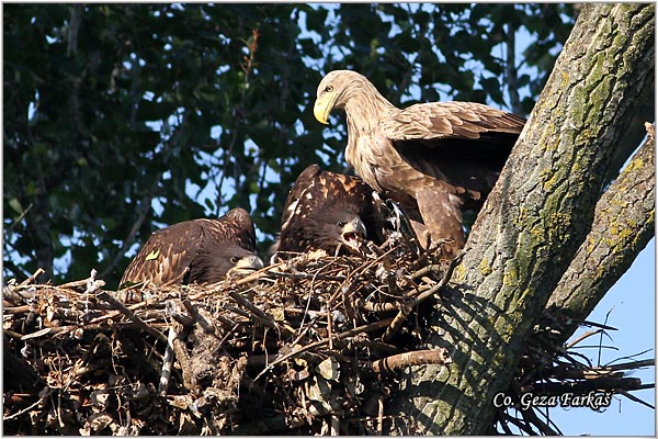 058_white-tailed_eagle.jpg - White-tailed eagle,  Haliaeetus albicilla, Orao belorepan, Mesto - Location: Carska bara, Serbia