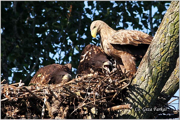 059_white-tailed_eagle.jpg - White-tailed eagle,  Haliaeetus albicilla, Orao belorepan, Mesto - Location: Carska bara, Serbia