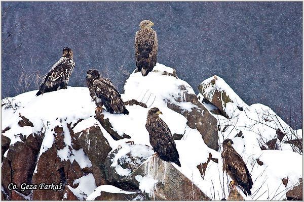 061_white-tailed_eagle.jpg - White-tailed eagle,  Haliaeetus albicilla, Belorepan. Mesto - Location Fruka Gora, Serbia