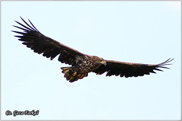 062_white-tailed_eagle.jpg - White-tailed eagle,  Haliaeetus albicilla, Orao belorepan, Mesto - Location: Fruka Gora, Serbia