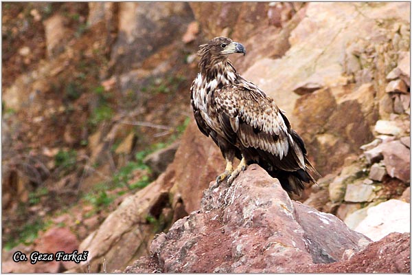 063_white-tailed_eagle.jpg - White-tailed eagle,  Haliaeetus albicilla, Orao belorepan, Mesto - Location: Fruka Gora, Serbia