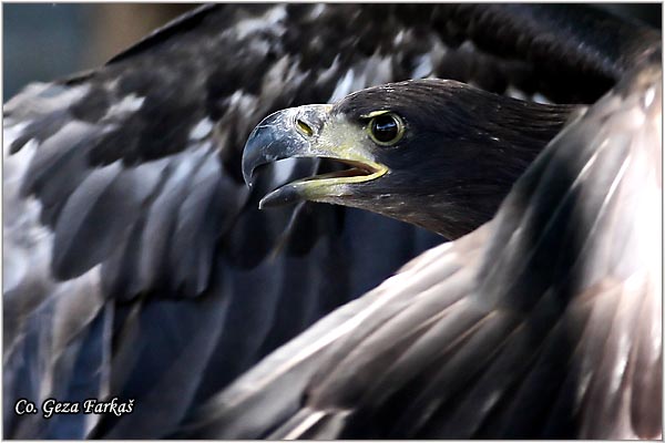 066_white-tailed_eagle.jpg - White-tailed eagle,  Haliaeetus albicilla