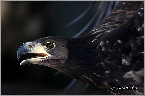 067_white-tailed_eagle.jpg - White-tailed eagle,  Haliaeetus albicilla