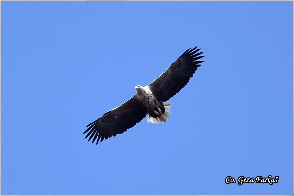 068_white-tailed_eagle.jpg - White-tailed eagle,  Haliaeetus albicilla